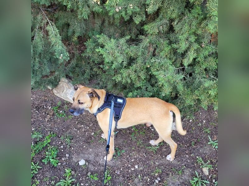 HERCULES-tapferer, lieber, intelligenter Rüde sucht liebevolles Zuhause