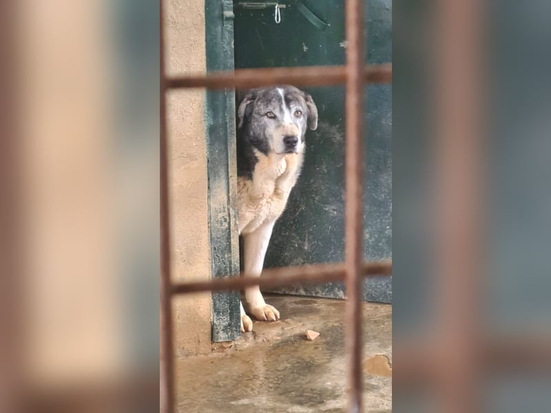 ELIOT- freundlicher, ausgeglichener Kuschelbär mit großem Herz
