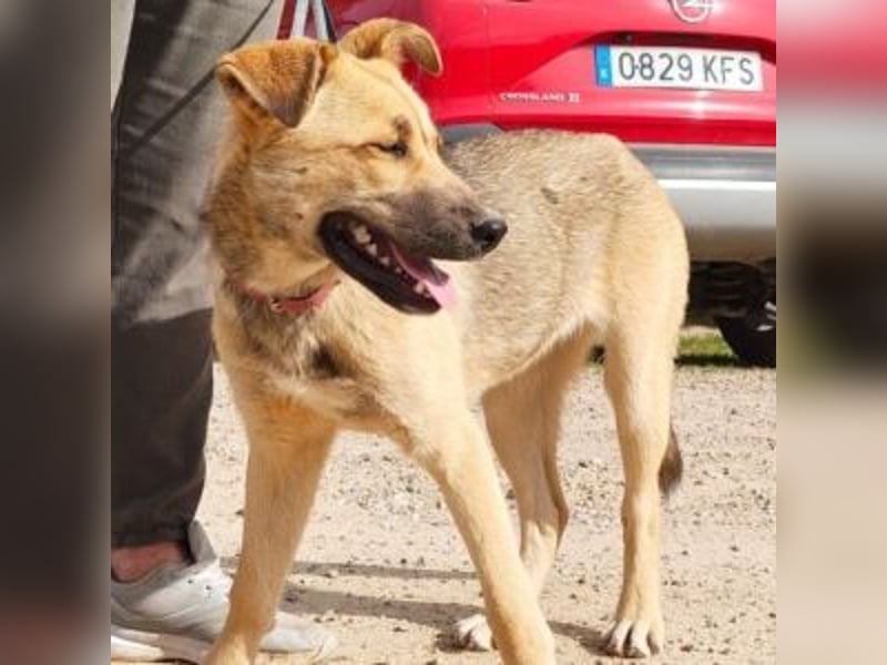 SAMIRA-zarte Schmusehündin sucht liebevolles Zuhause