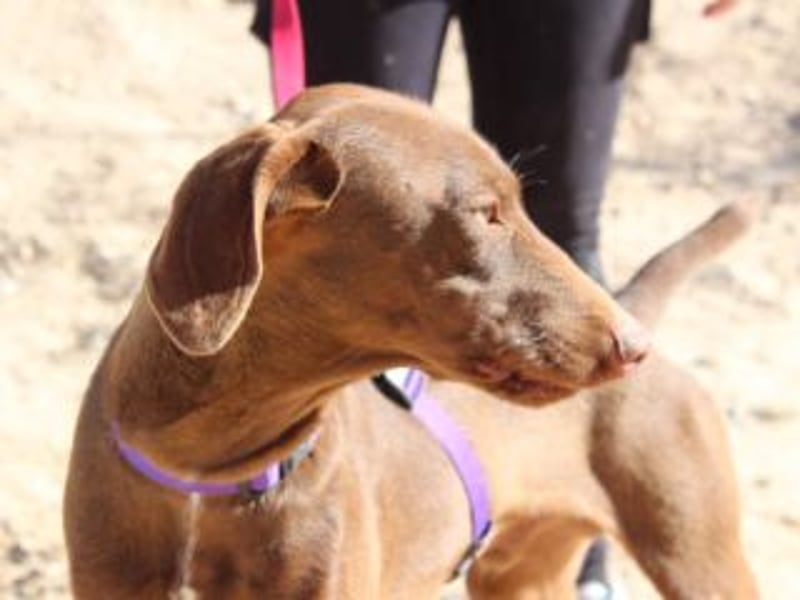 NANDO-kleiner Braco-Charmeur mit großem Herz sucht sein Zuhause