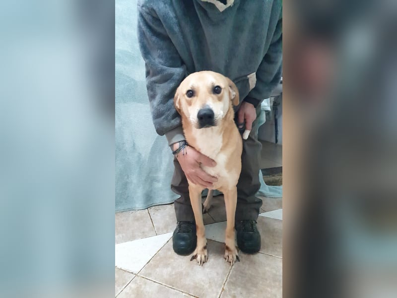 BAXTER-sehr menschenfreundlich und zutraulich wartet er sehnsüchtig auf sein liebevolles Zuhause
