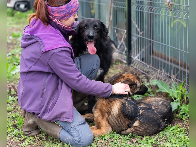 MULAN-liebe, freundliche, ruhige und ausgeglichene Hündin