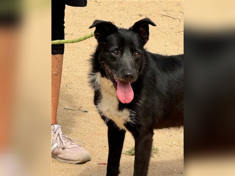 BRIGADEIRO-everybodys darling, liebenswert, freundlich, sehnt sich nach menschlicher Nähe