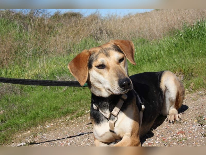 SOMBRA-lieb, sanftmütig, anhänglich und auf der Suche nach liebevoller Für-immer-Familie