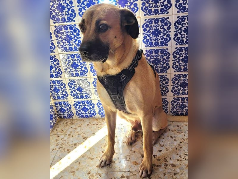 HERCULES-tapferer, lieber, intelligenter Rüde sucht liebevolles Zuhause