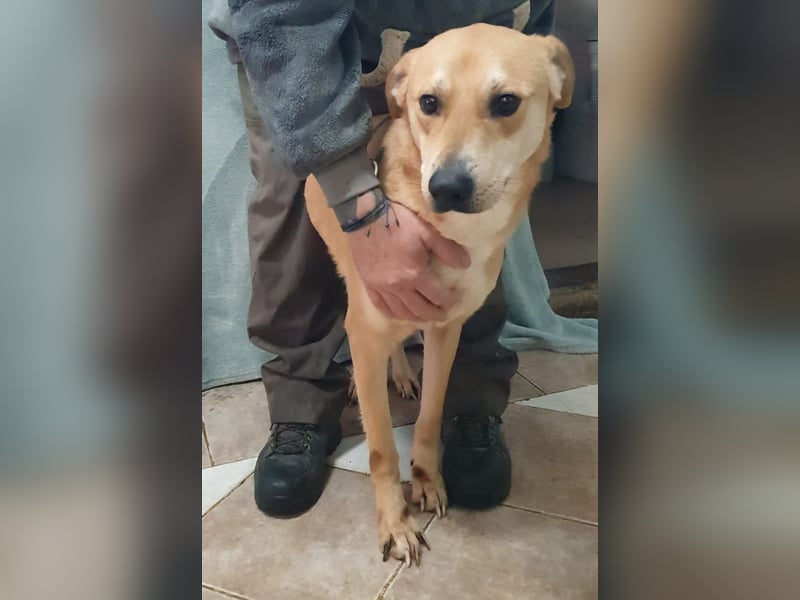 BAXTER-sehr menschenfreundlich und zutraulich wartet er sehnsüchtig auf sein liebevolles Zuhause