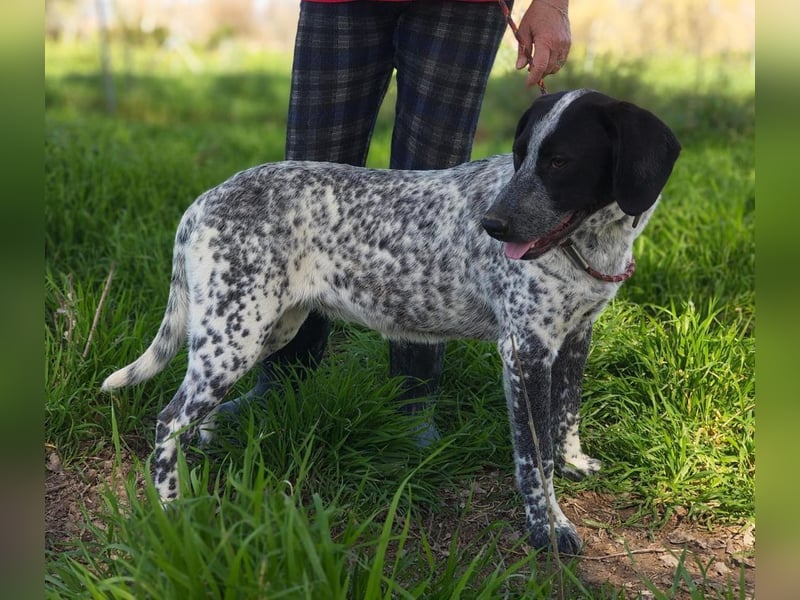 FLECHA-neugierig, sensibel, bewegungsfreudiges Mädchen sucht ihr liebevolles "Für-immer-Zuhause"