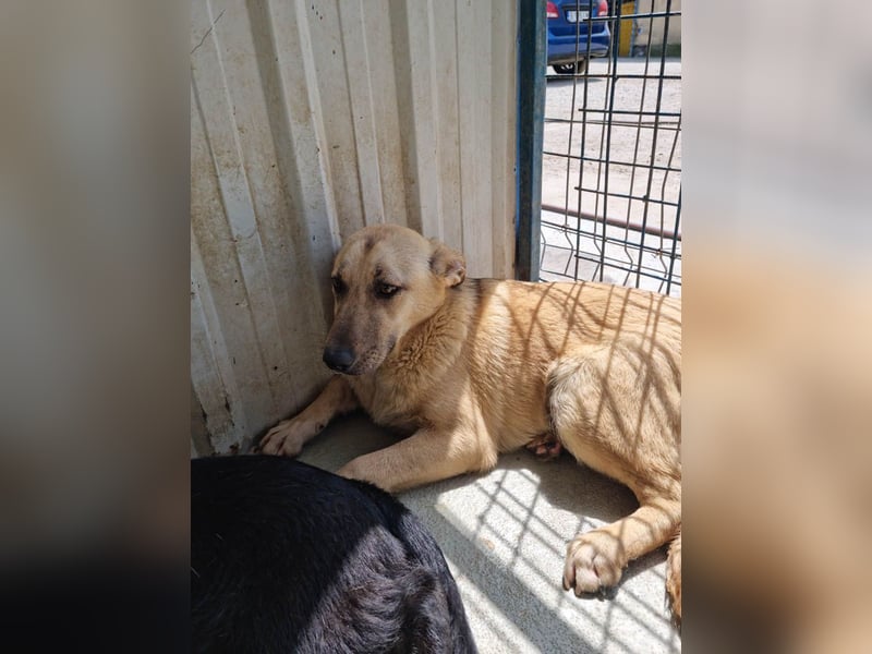 SASHA - unendlich liebes Hundemädchen wartet sehnsüchtig auf liebevolles Für-immer-Zuhause