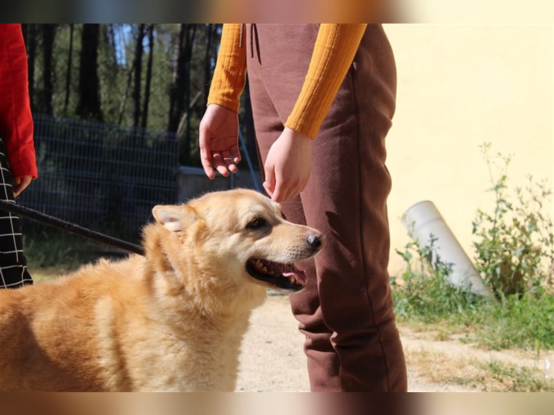 Hachiko – wo ist die Fangemeinde der Blondies?
