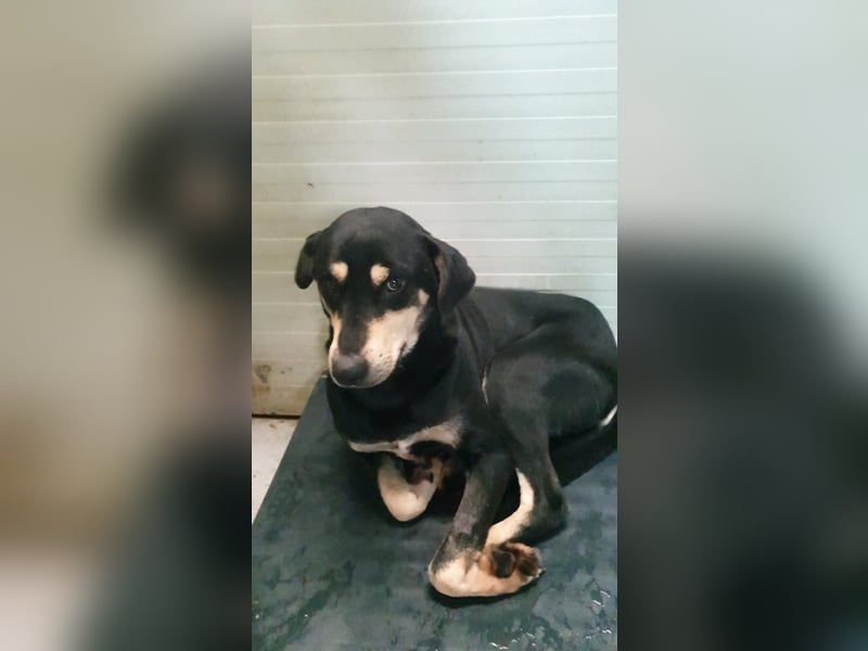 REX- sucht sehnsüchtig ruhigen Ort, ein bequemes Körbchen um entspannt zu dösen.