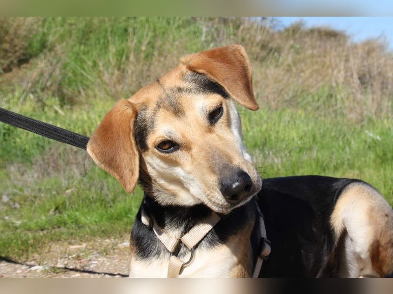 SOMBRA-lieb, sanftmütig, anhänglich und auf der Suche nach liebevoller Für-immer-Familie