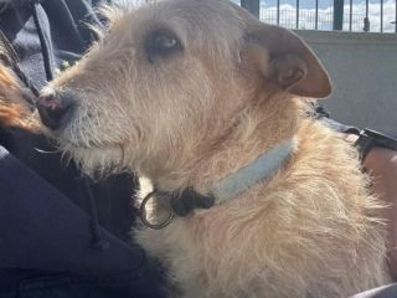 PEANUT-schnuckligen Zottel-Vertreter dieser wunderbaren Rasse