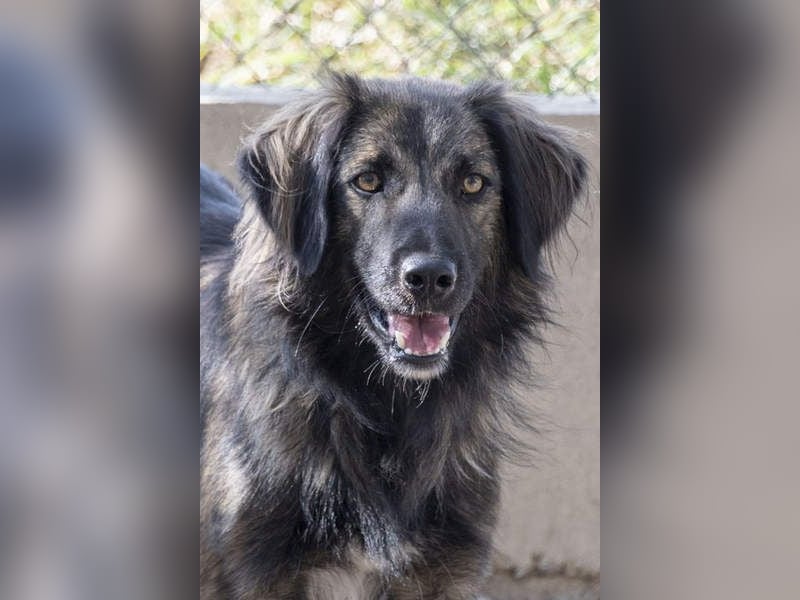 Wunderschöner ZEUS-sucht sehnsüchtig sein liebevolles Für-immer-Zuhause