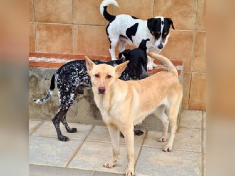 CALA-sehr angenehme, stille Hündin