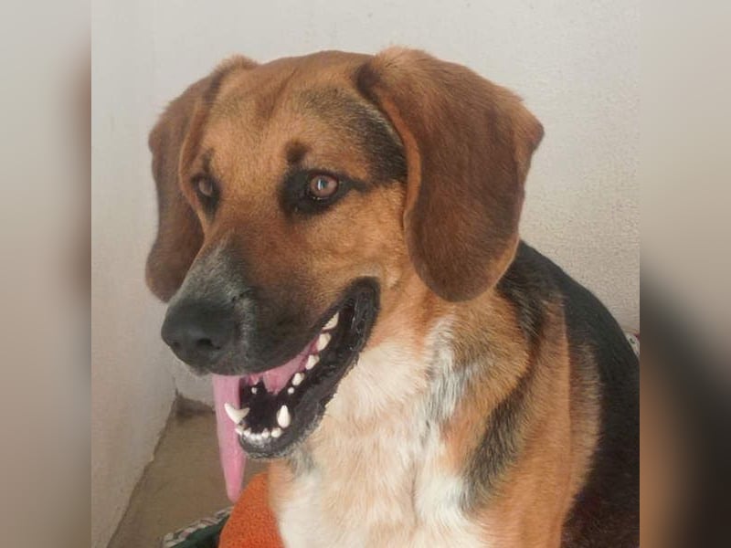 LUCHO-will schnellstmöglich das Tierheim verlassen und sucht seine liebevolle Für-immer-Familie