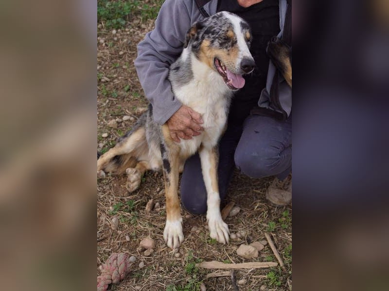 MERLI-ein Schatz auf 4 Pfoten, sozial sucht sein liebevolles Für-immer-Zuhause