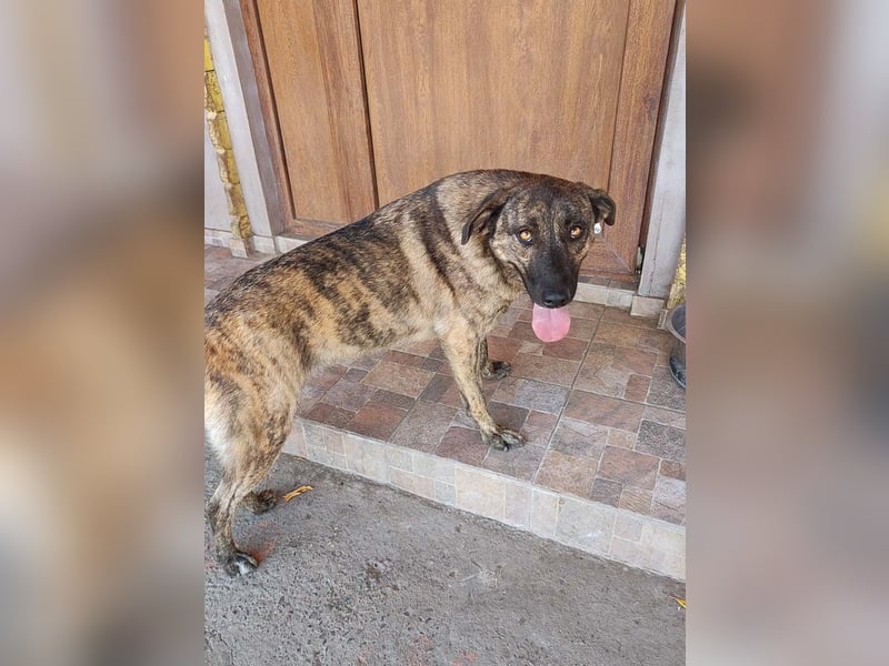 Wunderschöne BRUNA-freundlich zu Mensch und Hund, wartet sehnsüchtig auf ihre liebevolle  Familie