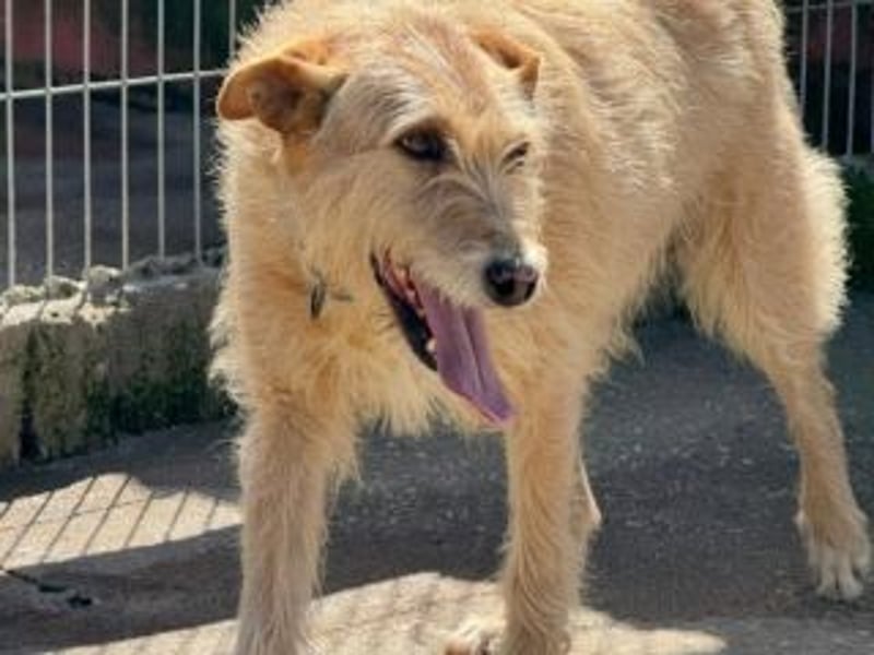 PEANUT-schnuckligen Zottel-Vertreter dieser wunderbaren Rasse