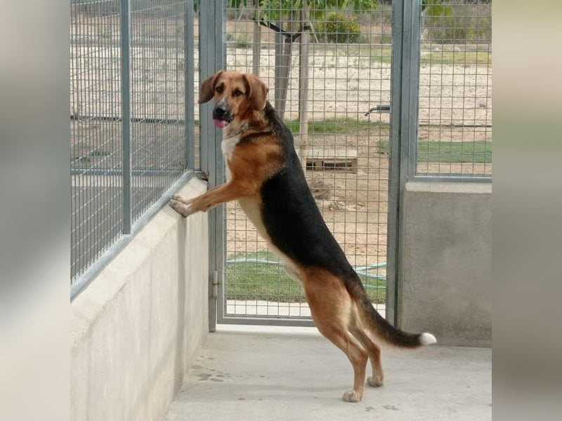 LUCHO-will schnellstmöglich das Tierheim verlassen und sucht seine liebevolle Für-immer-Familie