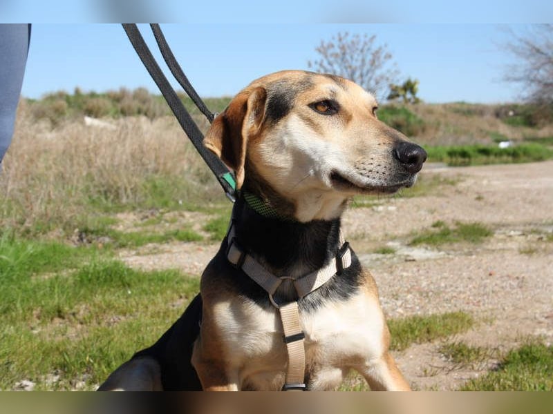 SOMBRA-lieb, sanftmütig, anhänglich und auf der Suche nach liebevoller Für-immer-Familie