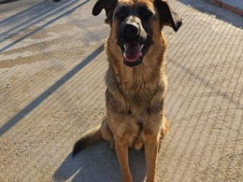 BLAYA-stolz, intelligent und zugleich unglaublich liebevoll