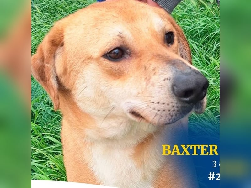 BAXTER-sehr menschenfreundlich und zutraulich wartet er sehnsüchtig auf sein liebevolles Zuhause