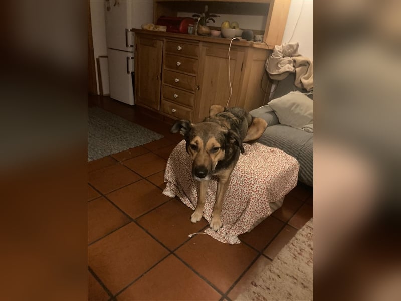 RISCO- wartet in 37115 Nesselröden (Nähe Göttingen)