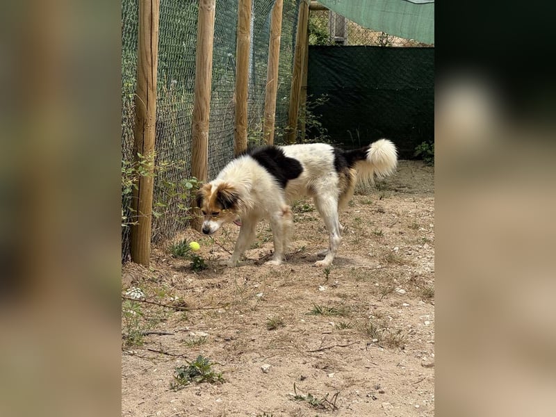LOKI-fröhlicher, unkomplizierter Begleiter sucht sein liebevolles "Für-immer-Zuhause"