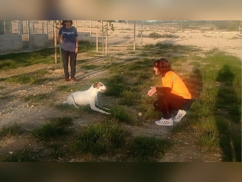 CHARDO-geht schon gut an der Leine, kann Auto fahren, ist brav und lernwillig