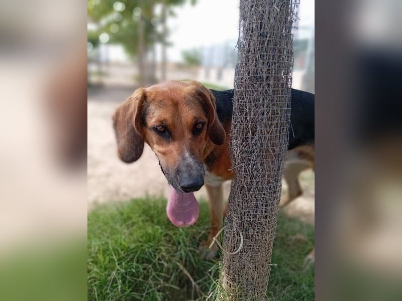 LUCHO-will schnellstmöglich das Tierheim verlassen und sucht seine liebevolle Für-immer-Familie