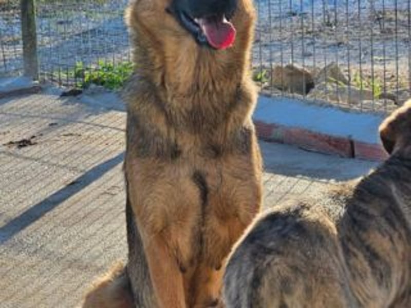 BLAYA-stolz, intelligent und zugleich unglaublich liebevoll