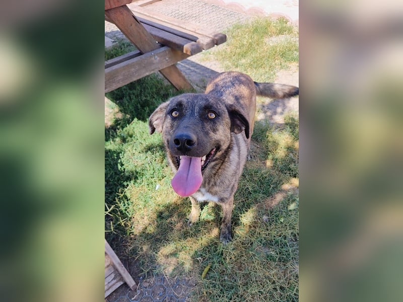 Wunderschöne BRUNA-freundlich zu Mensch und Hund, wartet sehnsüchtig auf ihre liebevolle  Familie