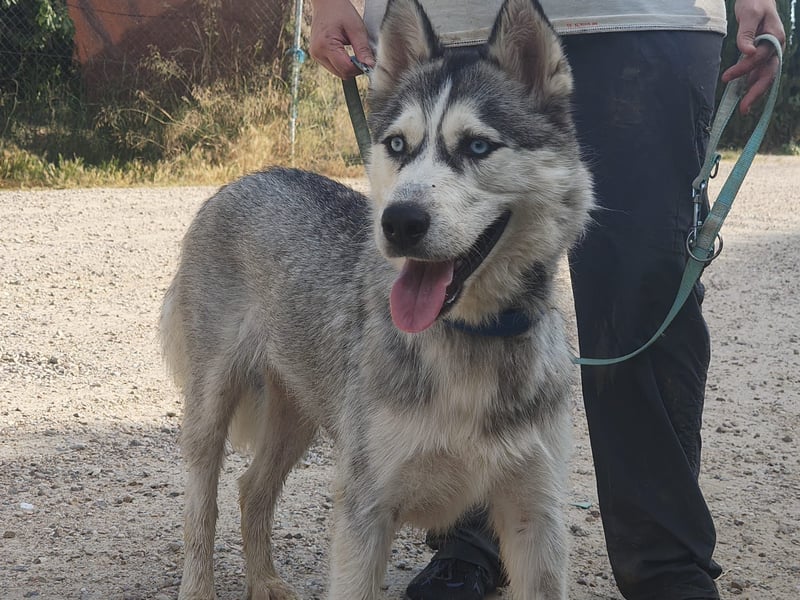 HELA-Sibirian Husky-Liebhaber und solche, die es werden wollen: aufgepasst!