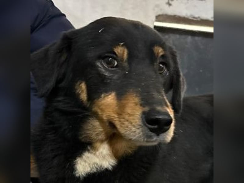 ROCKY– ruhiger Begleiter mit großem Herzen sucht sein Für-immer-Zuhause