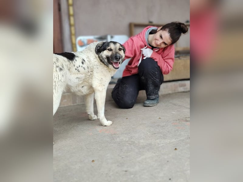 PLUTO- sanft, gesellig, freundlich, sehnt sich nach "seiner Für-immer-Familie"