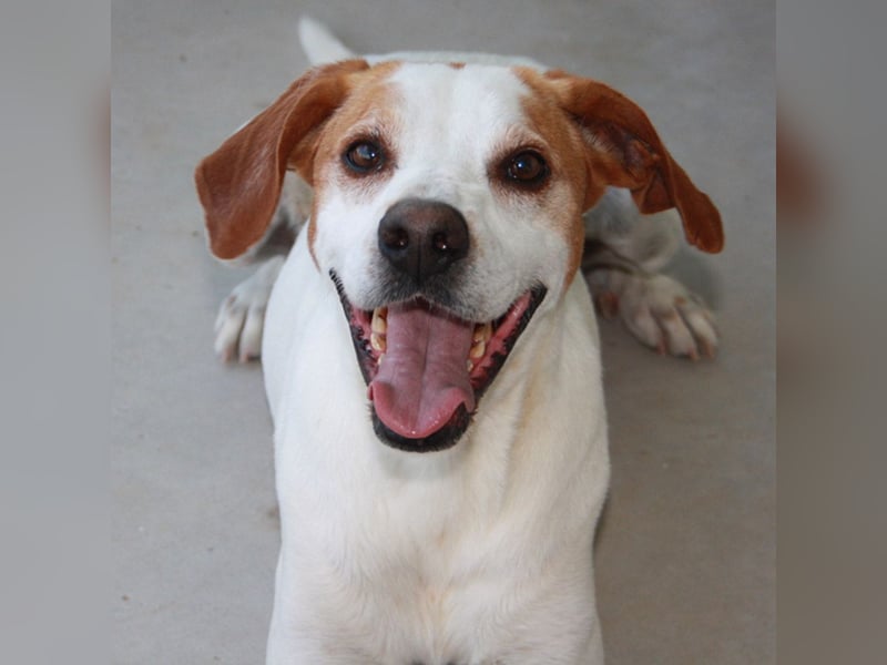 CHARDO-geht schon gut an der Leine, kann Auto fahren, ist brav und lernwillig