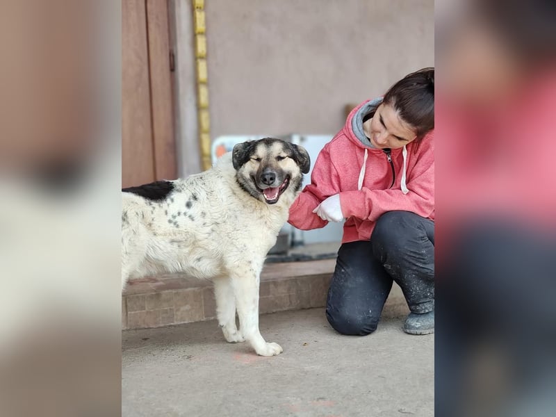 PLUTO- sanft, gesellig, freundlich, sehnt sich nach "seiner Für-immer-Familie"