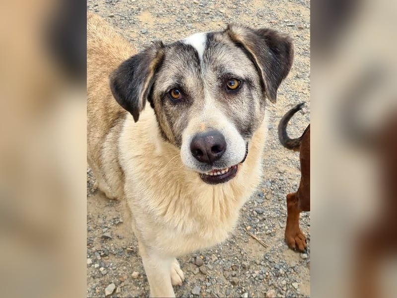 Wundervolle CELESTE-sanft, sozial, menschenbezogen, voller Liebe wartet sie auf ein schönes  Zuhause