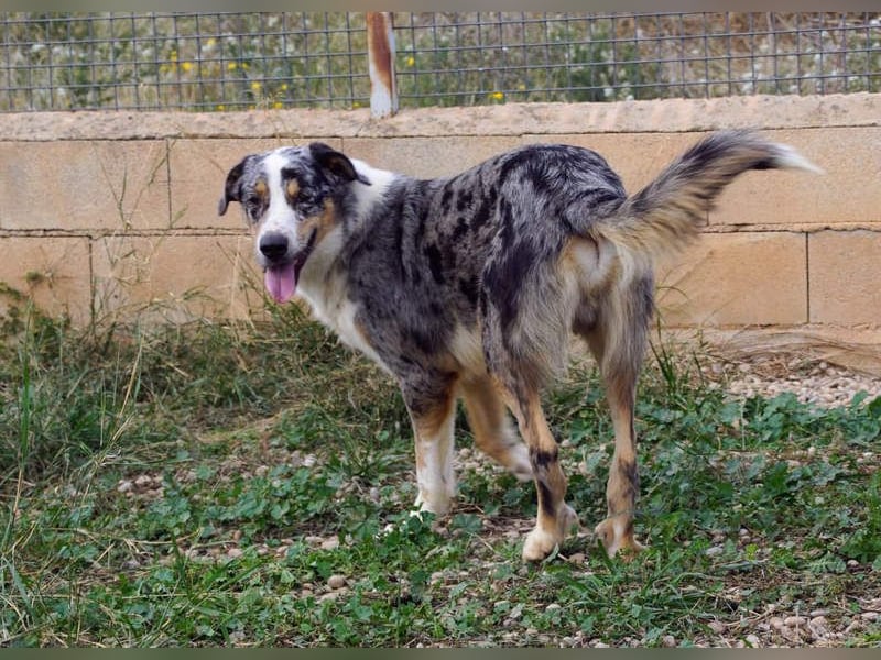 MERLI-ein Schatz auf 4 Pfoten, sozial sucht sein liebevolles Für-immer-Zuhause