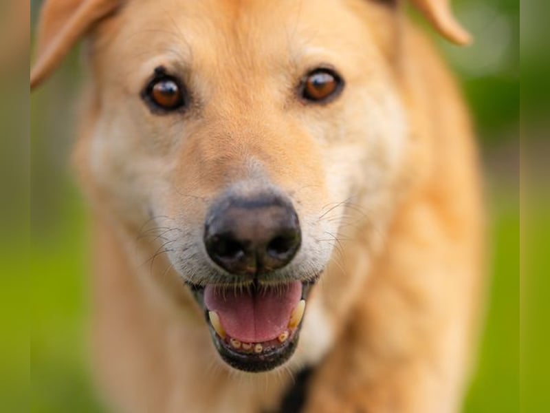 LORIEN - vorsichtiger Herzenshund sucht Menschen mit Geduld und Liebe