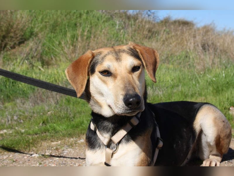 SOMBRA-lieb, sanftmütig, anhänglich und auf der Suche nach liebevoller Für-immer-Familie