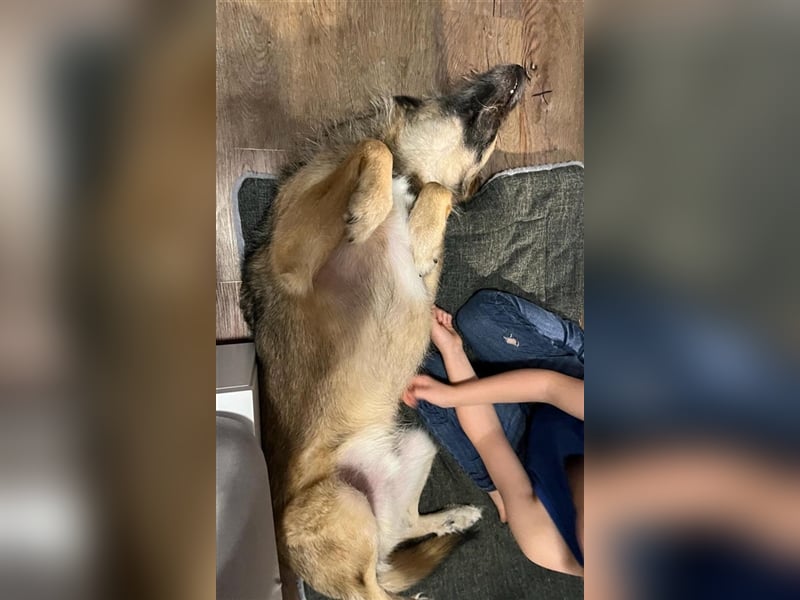 Perez – liebt Streicheleinheiten und wartet in 79837 St Blasienn auf dich