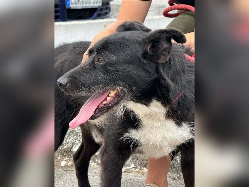 BRIGADEIRO-everybodys darling, liebenswert, freundlich, sehnt sich nach menschlicher Nähe