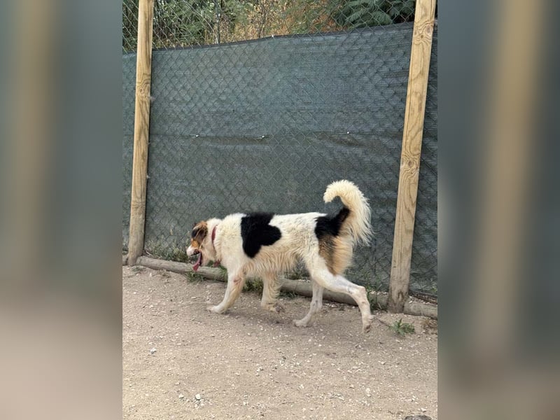LOKI-fröhlicher, unkomplizierter Begleiter sucht sein liebevolles "Für-immer-Zuhause"