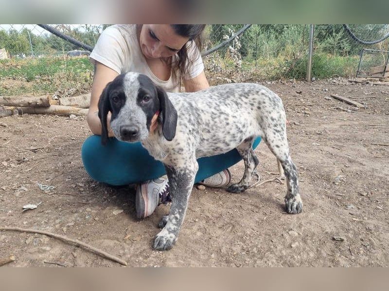 FLECHA-neugierig, sensibel, bewegungsfreudiges Mädchen sucht ihr liebevolles "Für-immer-Zuhause"