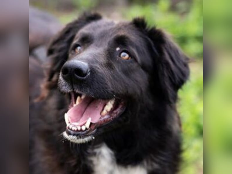 MULAN-liebe, freundliche, ruhige und ausgeglichene Hündin