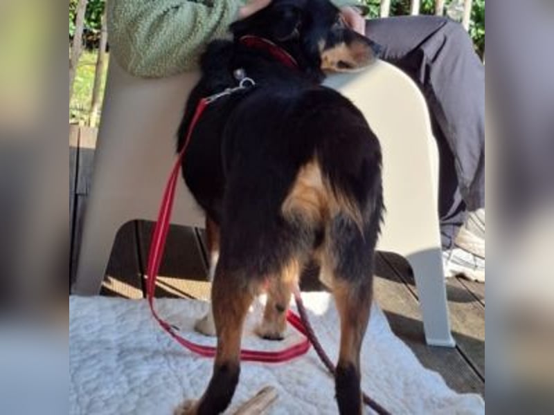 ROCKY– ruhiger Begleiter mit großem Herzen sucht sein Für-immer-Zuhause