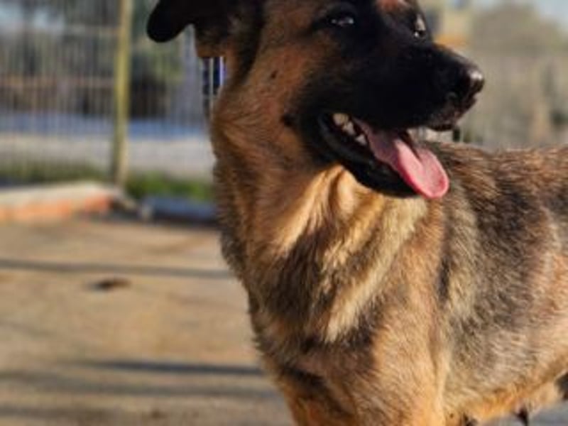 BLAYA-stolz, intelligent und zugleich unglaublich liebevoll