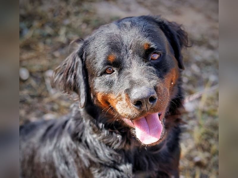 BEAR-sucht Menschen, die ihm Stabilität, Geborgenheit und eine Aufgabe geben