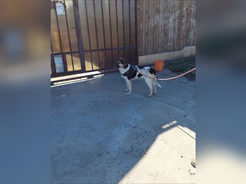 PLUTO- sanft, gesellig, freundlich, sehnt sich nach "seiner Für-immer-Familie"